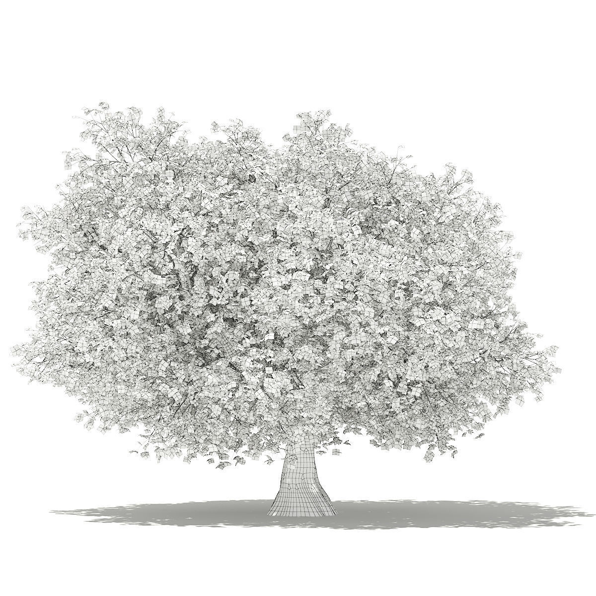 Olive Tree 3D model_1