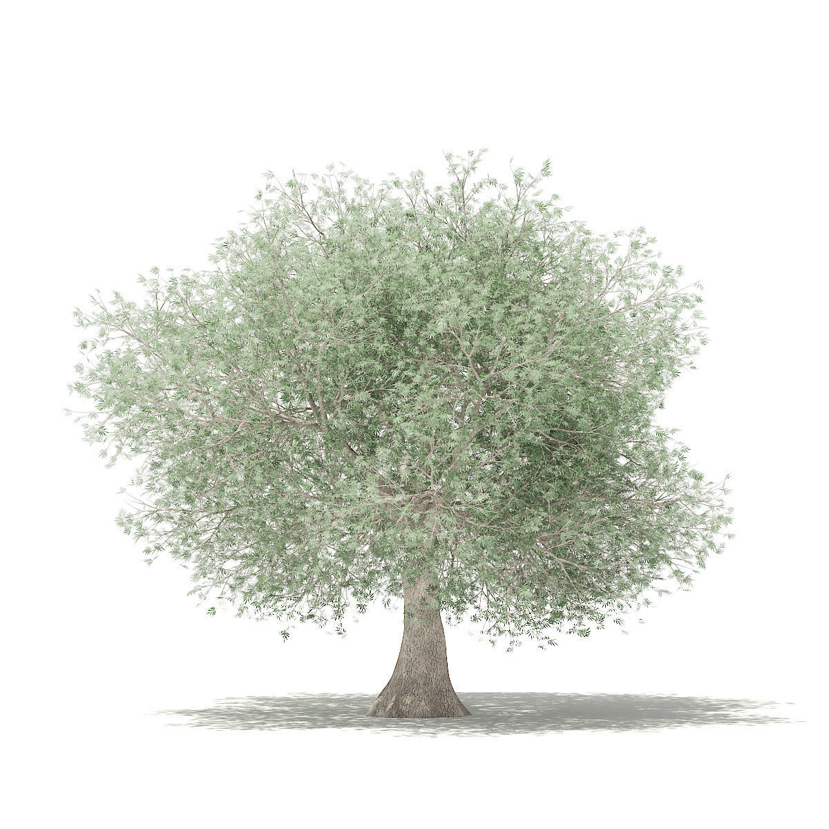 Olive Tree 3D model_6
