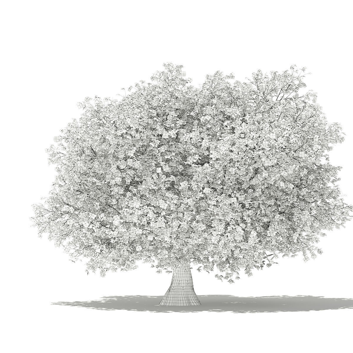 Olive Tree 3D model_5