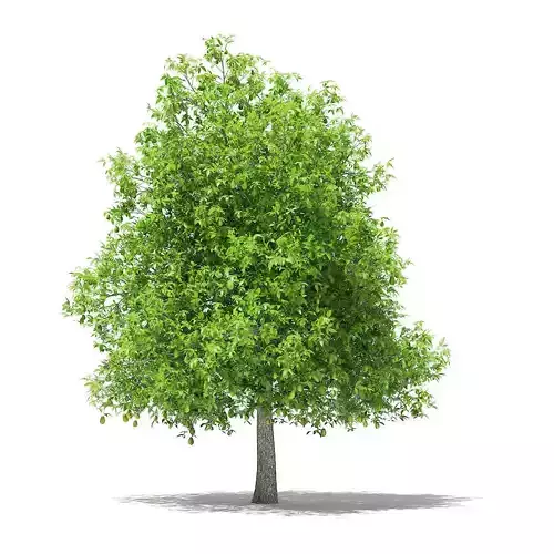 Avocado Tree with Fruits 3D model