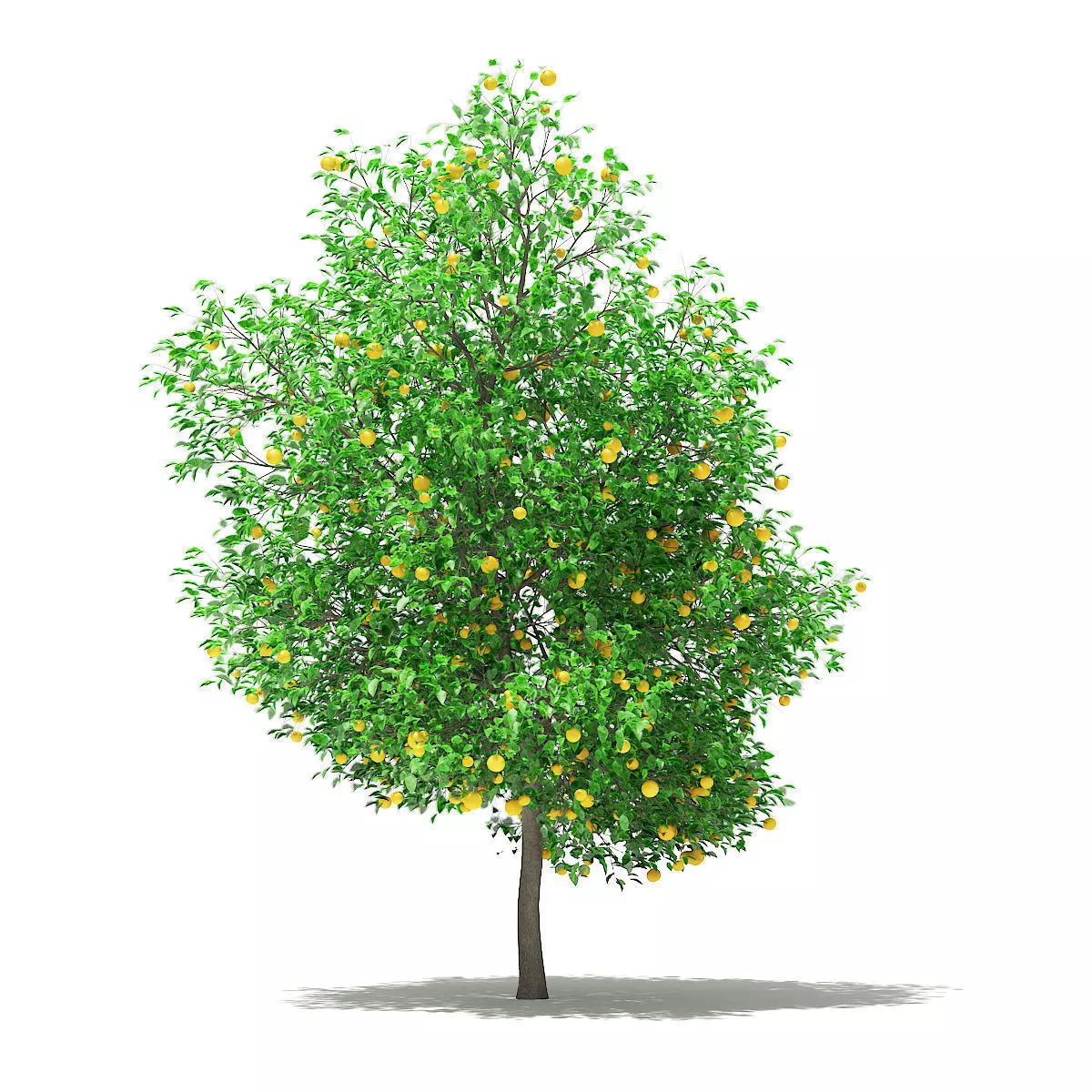 Grapefruit Tree with Fruits 3D model