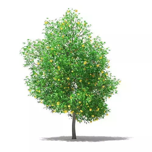 Grapefruit Tree with Fruits