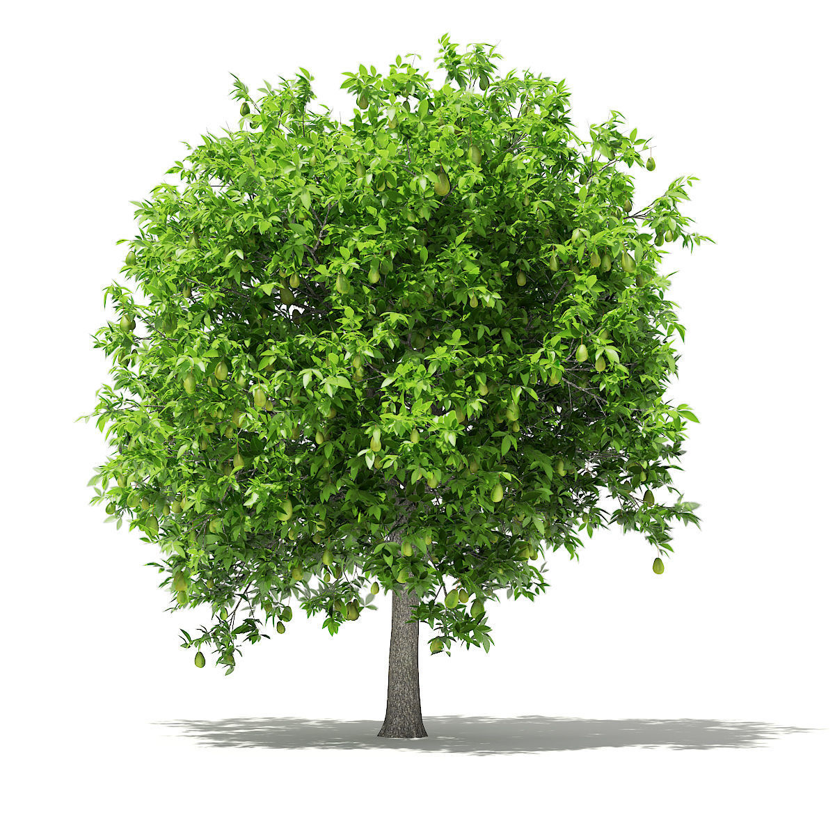 Avocado Tree with Fruits 3D model_4