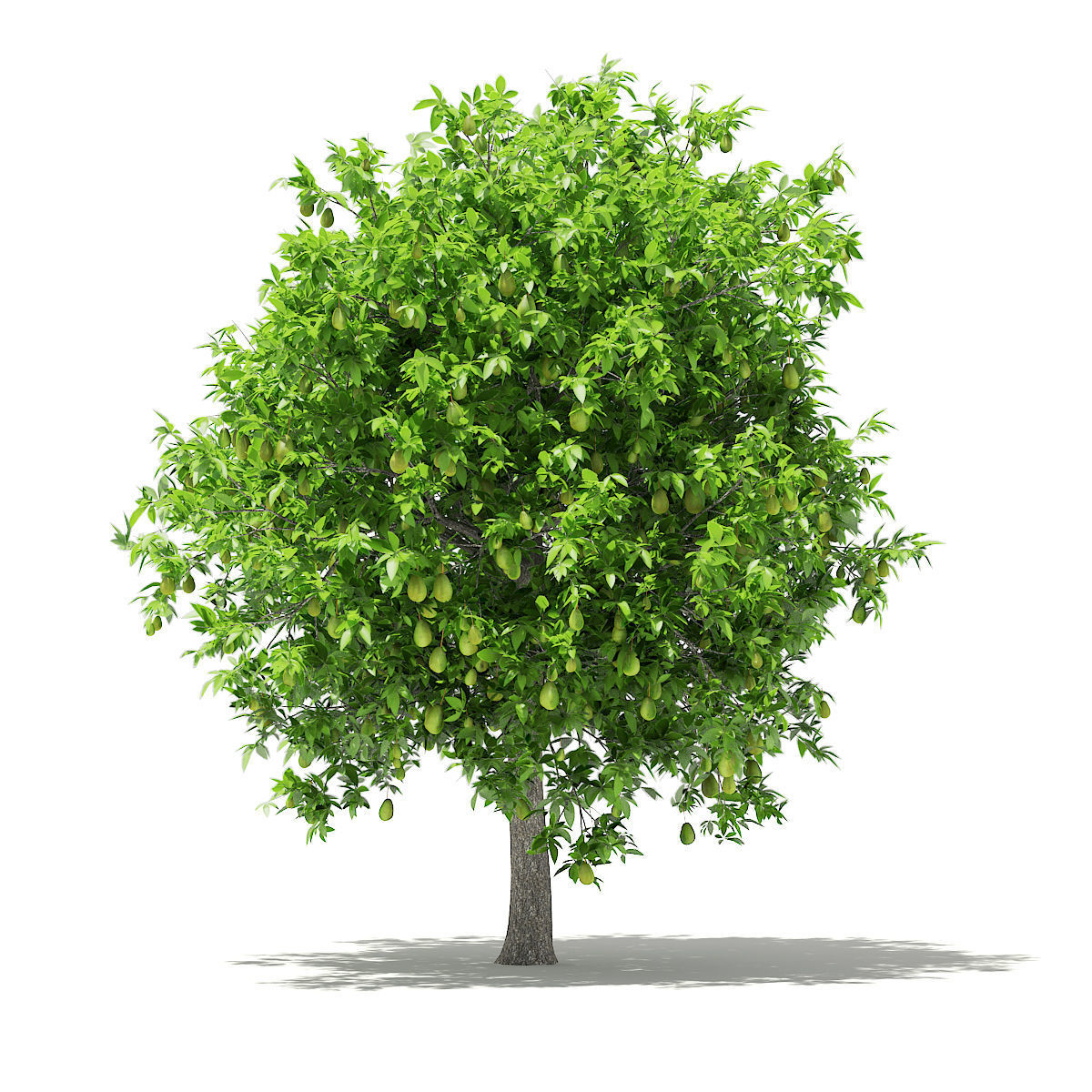 Avocado Tree with Fruits 3D model_6