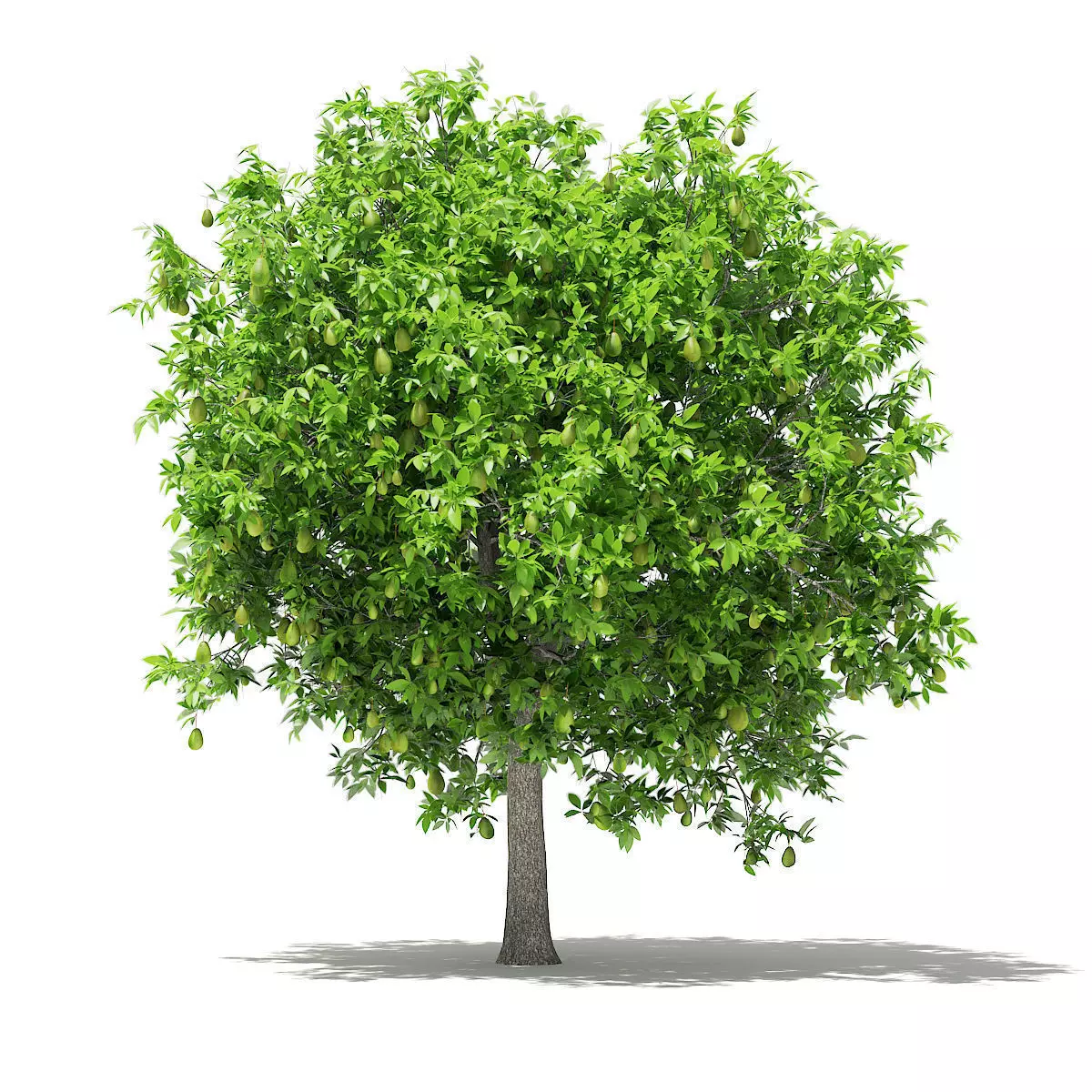 Avocado Tree with Fruits 3D model_0