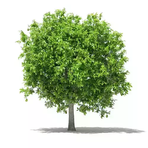 Avocado Tree with Fruits 3D model