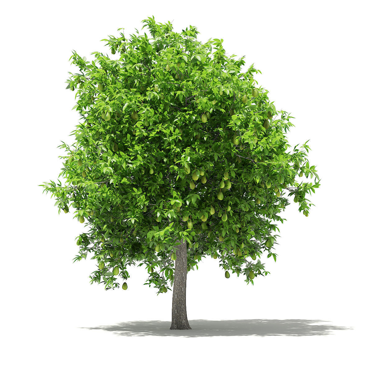 Avocado Tree with Fruits 3D model_2