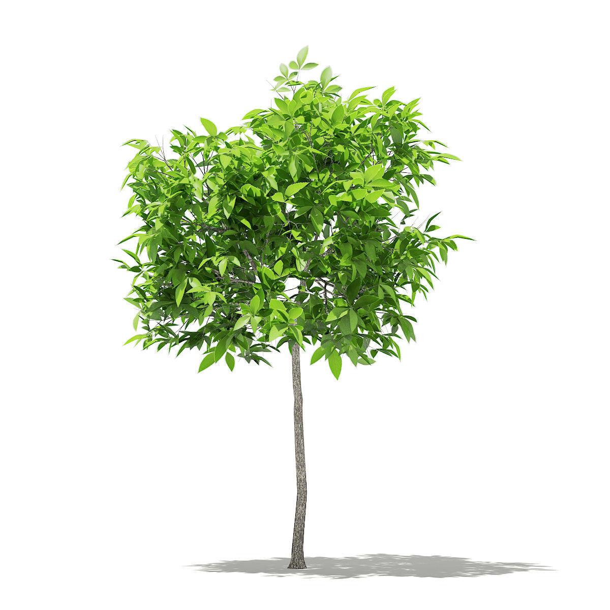 Avocado Tree 3D model_6