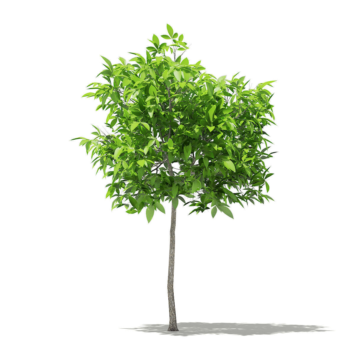 Avocado Tree 3D model_2