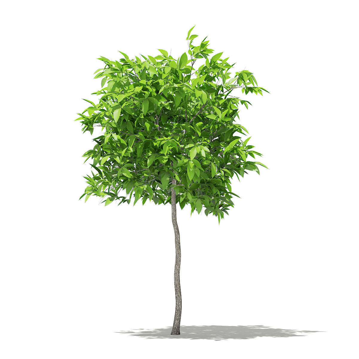 Avocado Tree 3D model_4