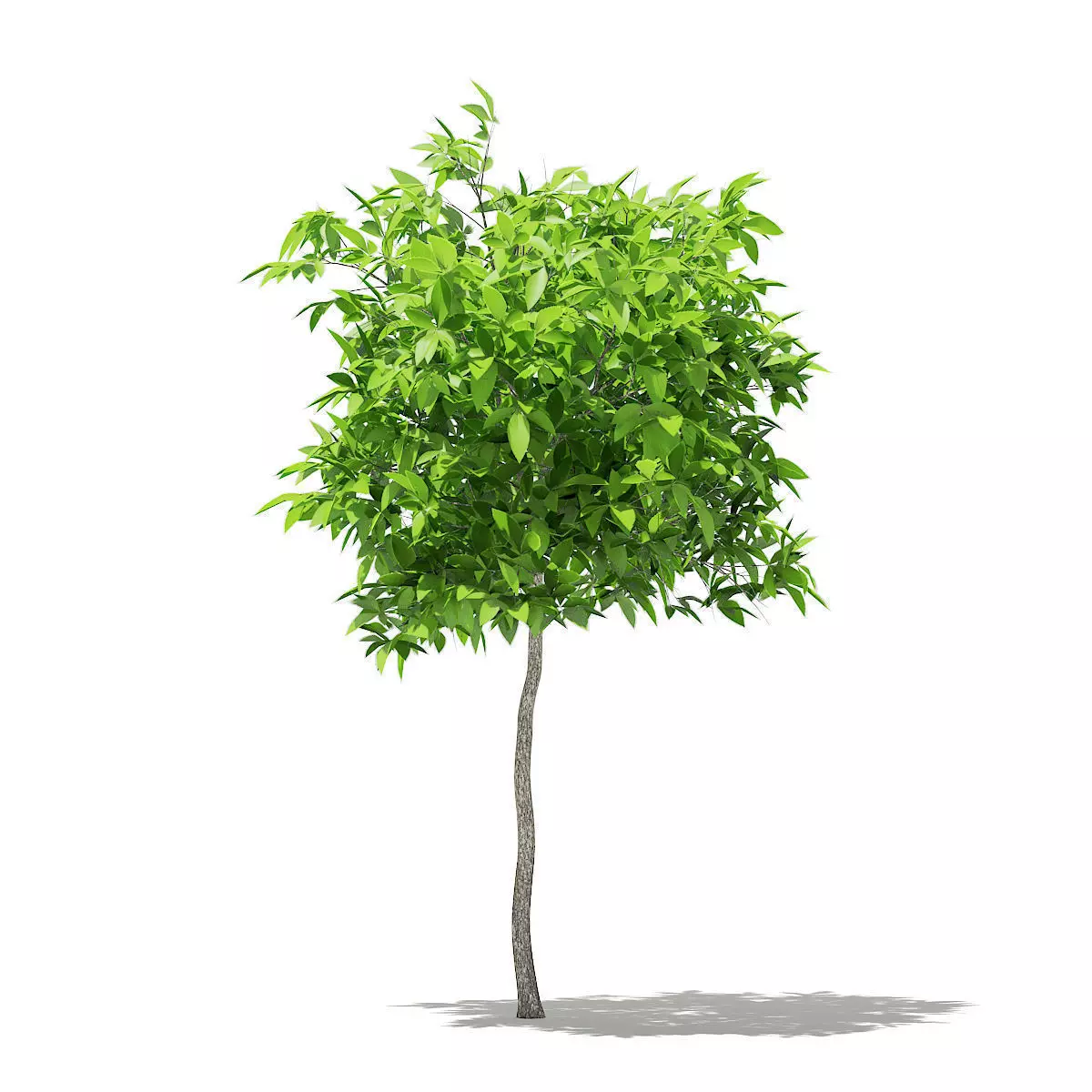 Avocado Tree 3D model_0