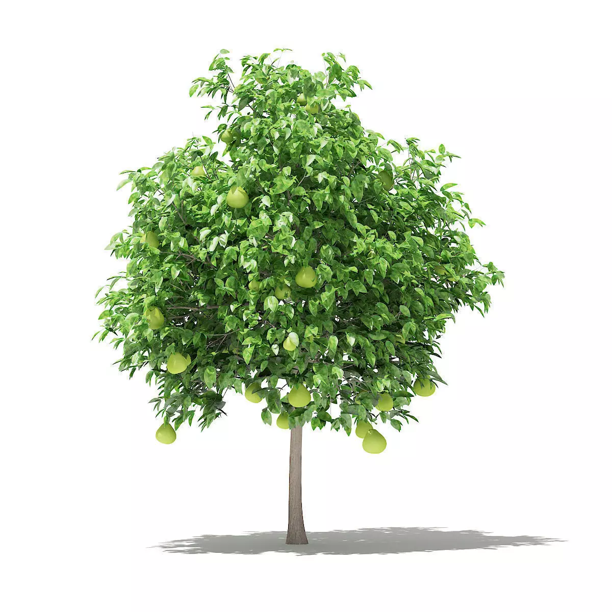 Pomelo Tree with Fruits 3D model
