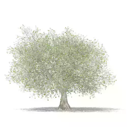 Olive Tree with Fruits