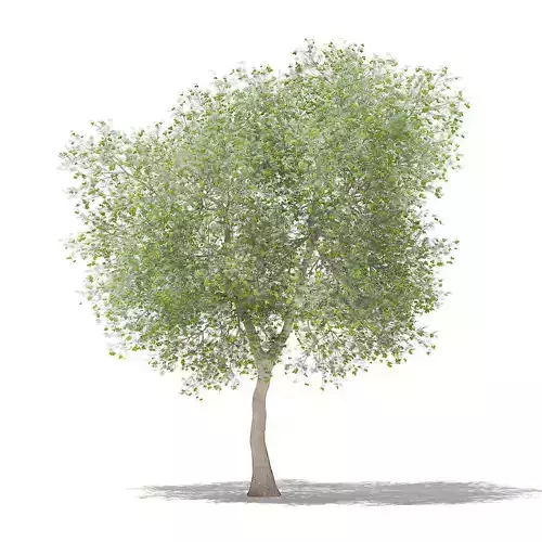 Olive Tree with Fruits