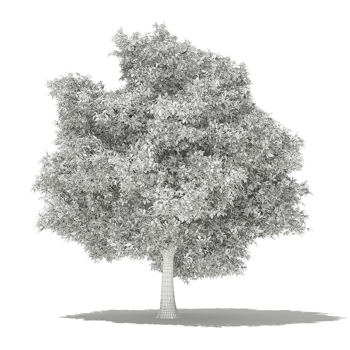 Avocado Tree 3D model_5