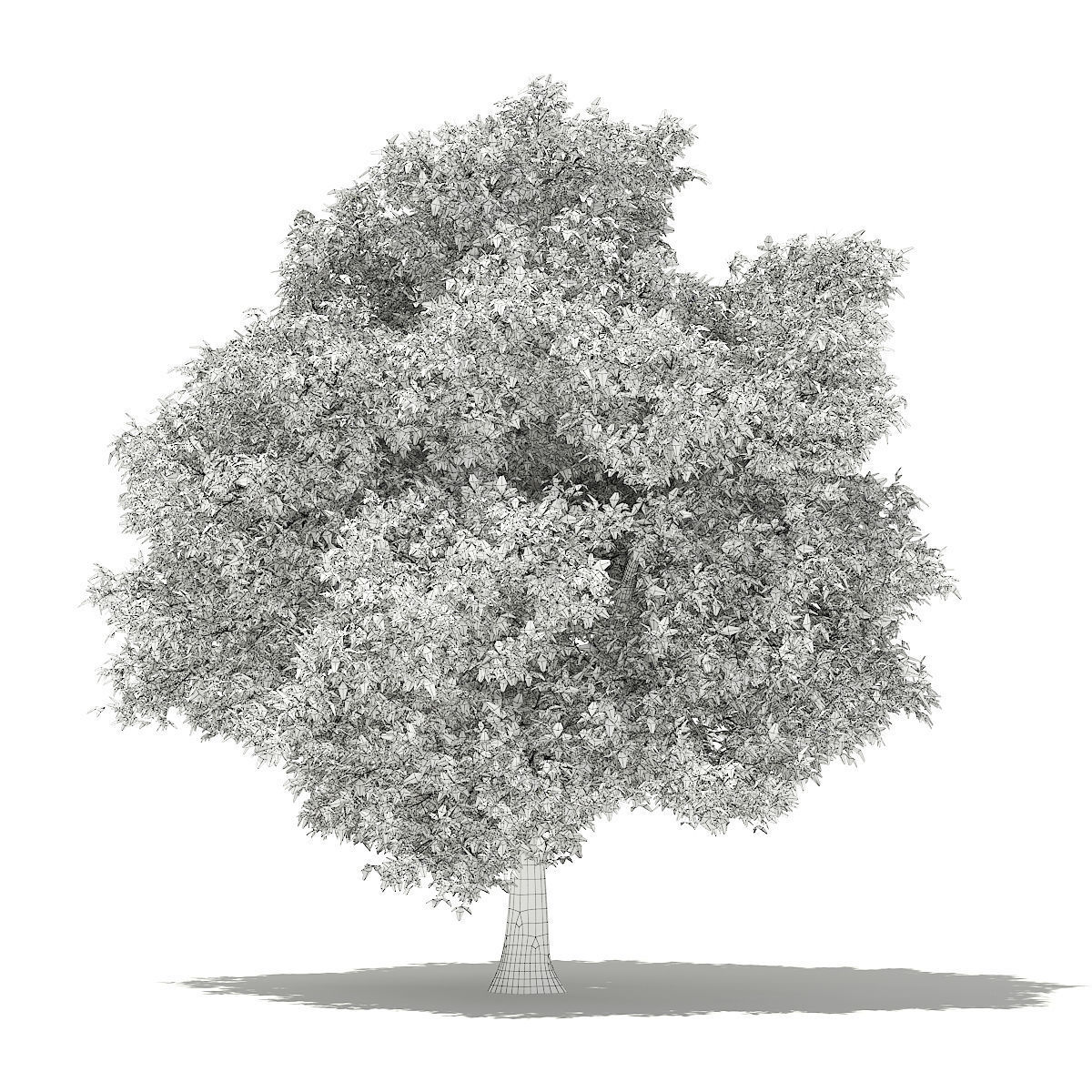 Avocado Tree 3D model_1