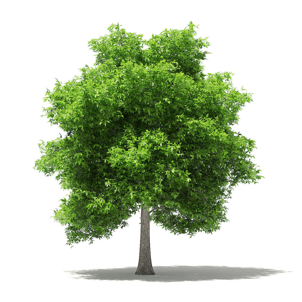 Avocado Tree 3D model_6