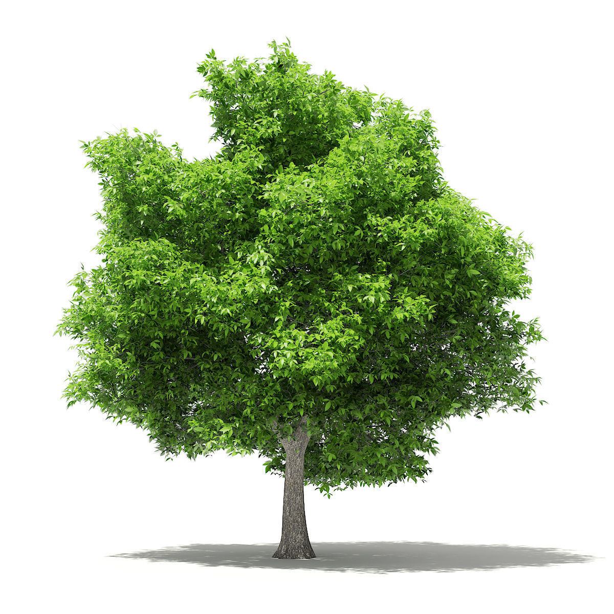 Avocado Tree 3D model_4