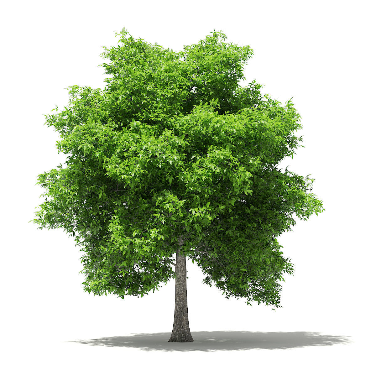 Avocado Tree 3D model_2