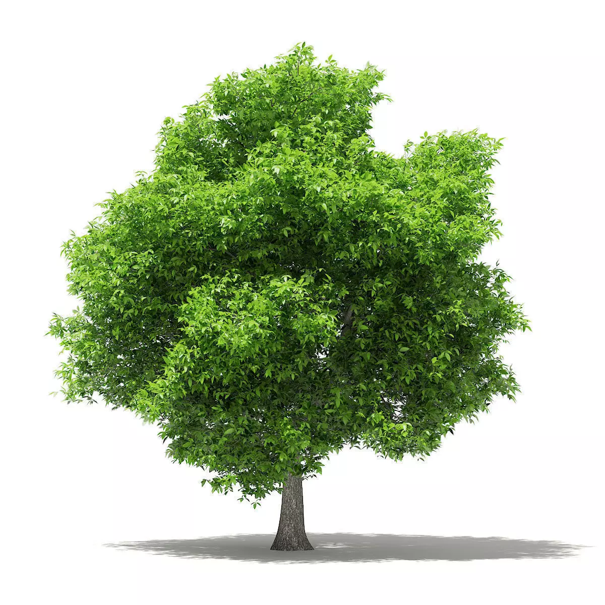 Avocado Tree 3D model_0