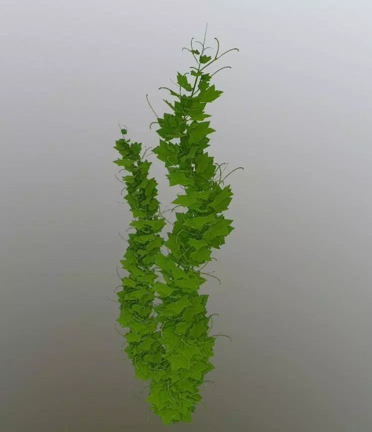 Grapevine Version 2 Low-poly 3D model