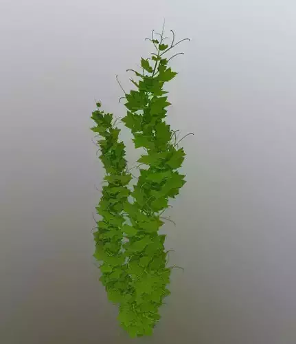 Grapevine Version 2 Low-poly 3D model