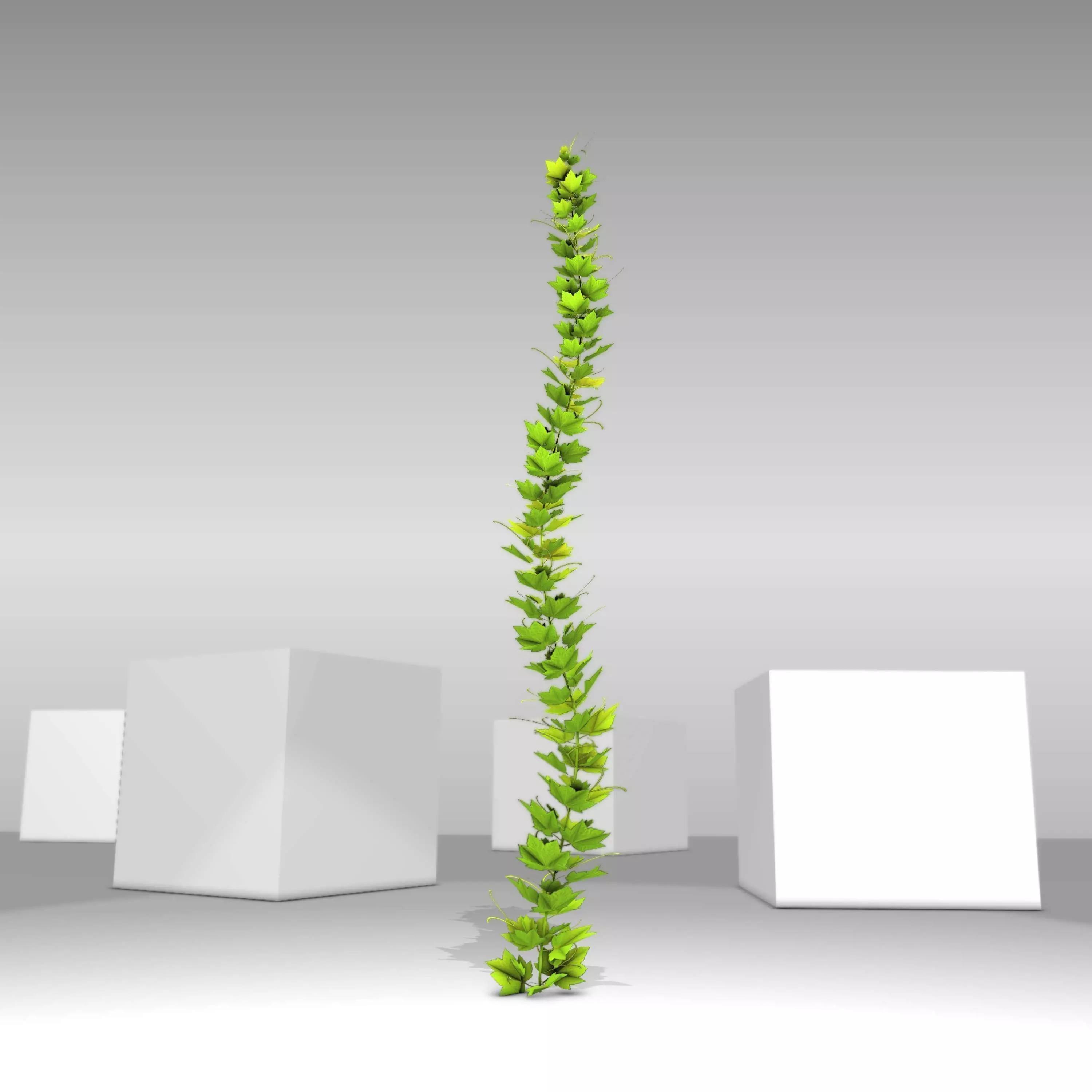 Grapevine Version 1 Low-poly 3D model