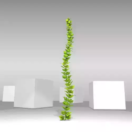 Grapevine Version 1 Low-poly 3D model