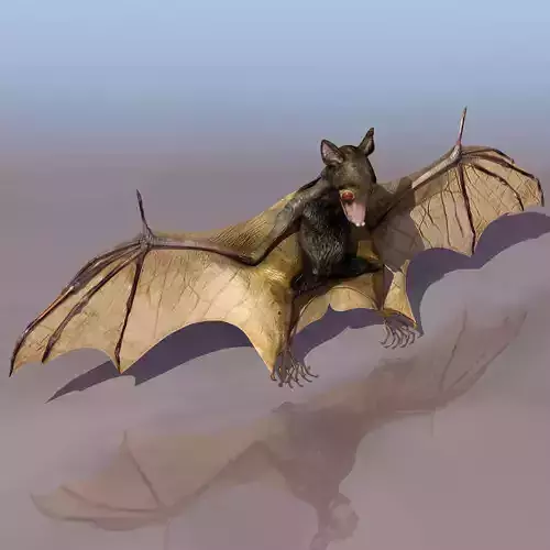 Bat Mammal