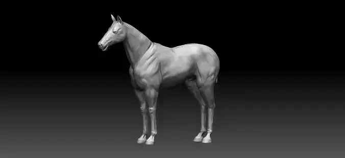 Horse Realistic Zbrush 3D model base mesh