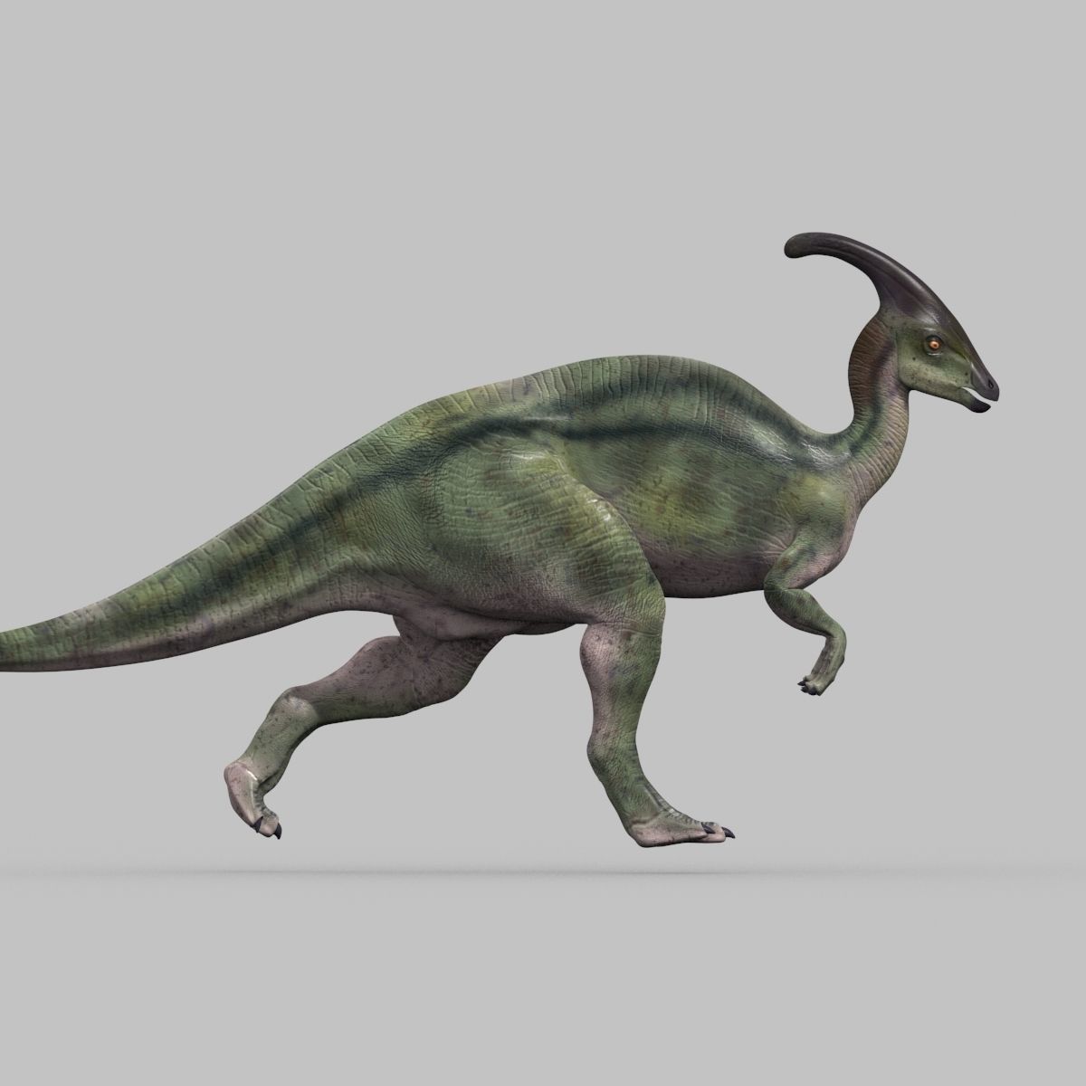 Parasaurolophus 8192 HD - 3d animated model Low-poly 3D model_25