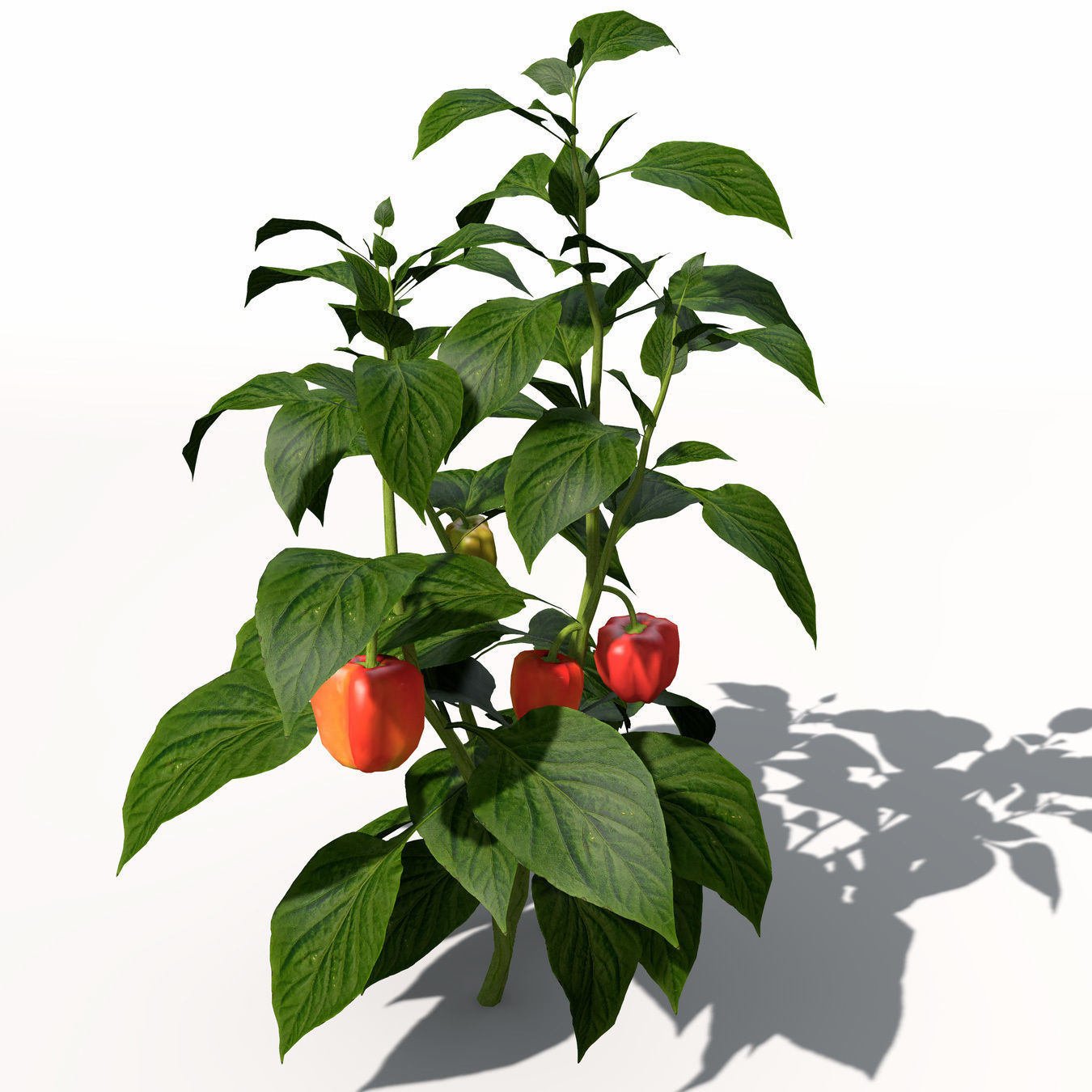 Chili Pepper 3D model_6