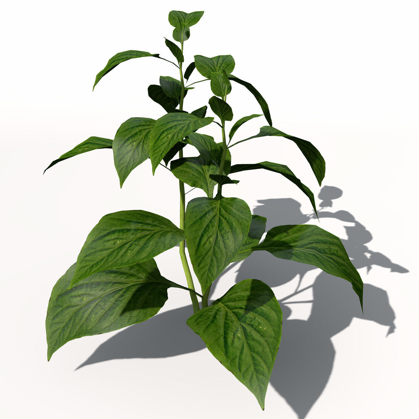 Chili Pepper 3D model_1