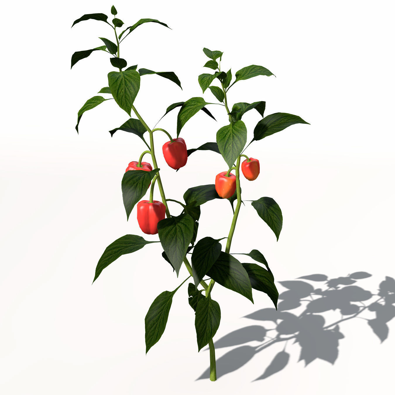 Chili Pepper 3D model_3
