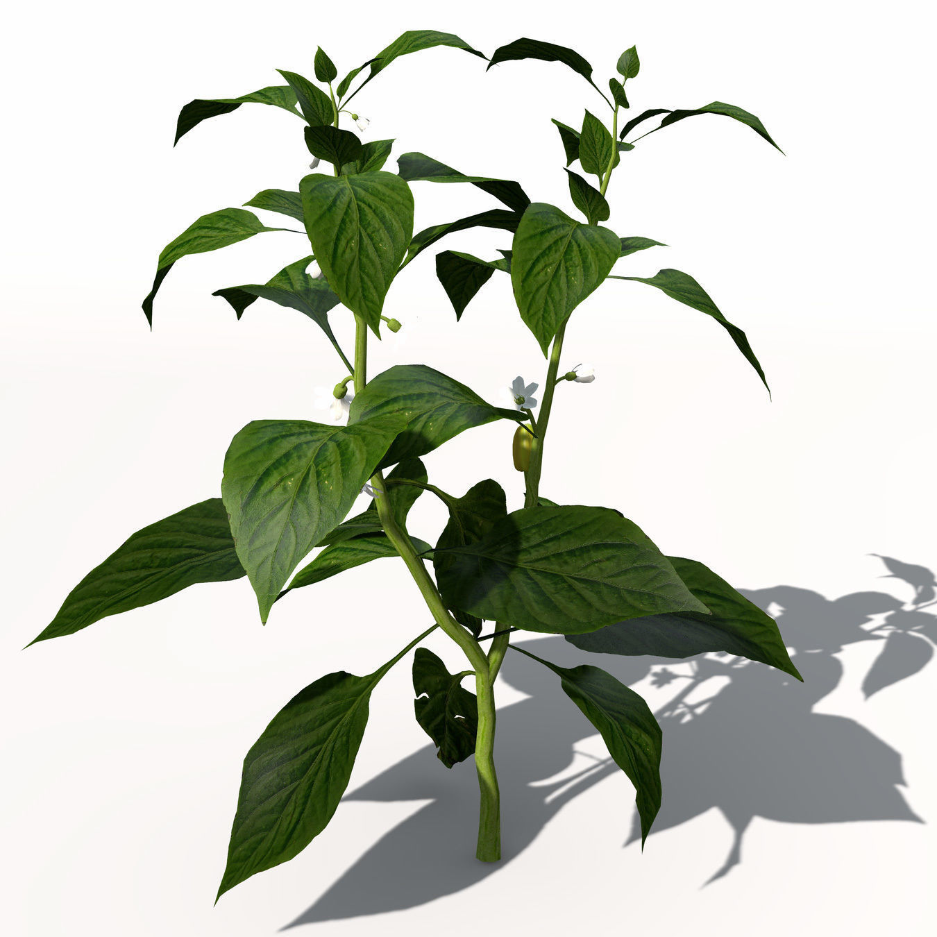 Chili Pepper 3D model_7