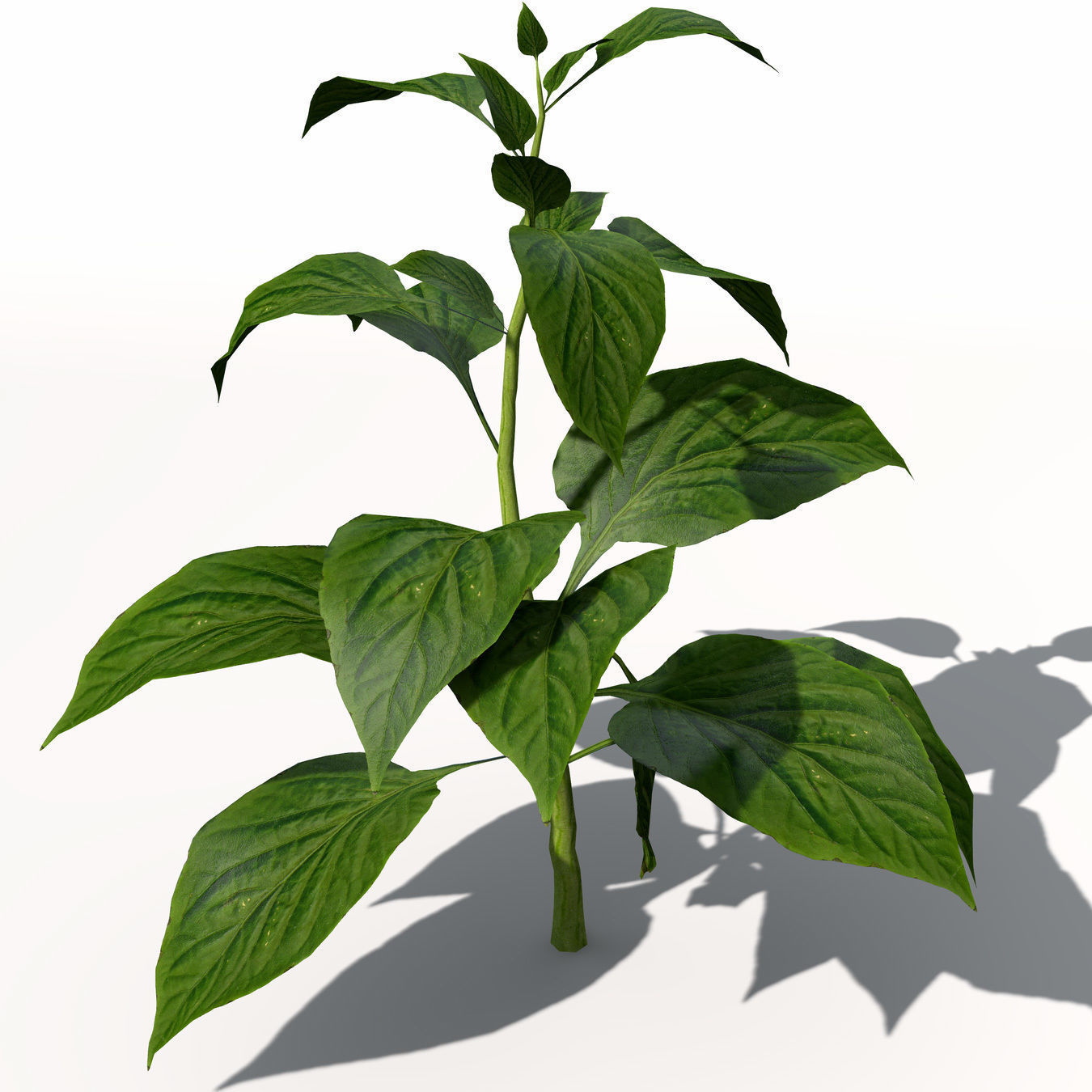 Chili Pepper 3D model_4