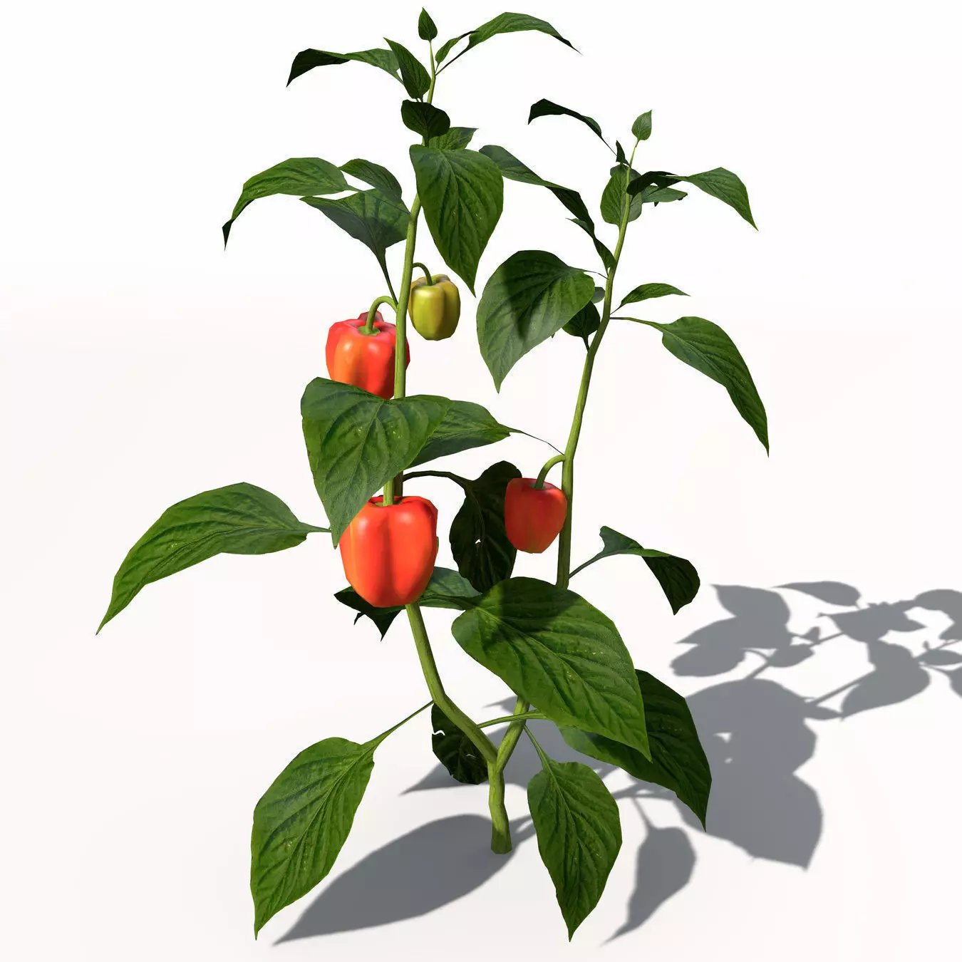 Chili Pepper 3D model_0