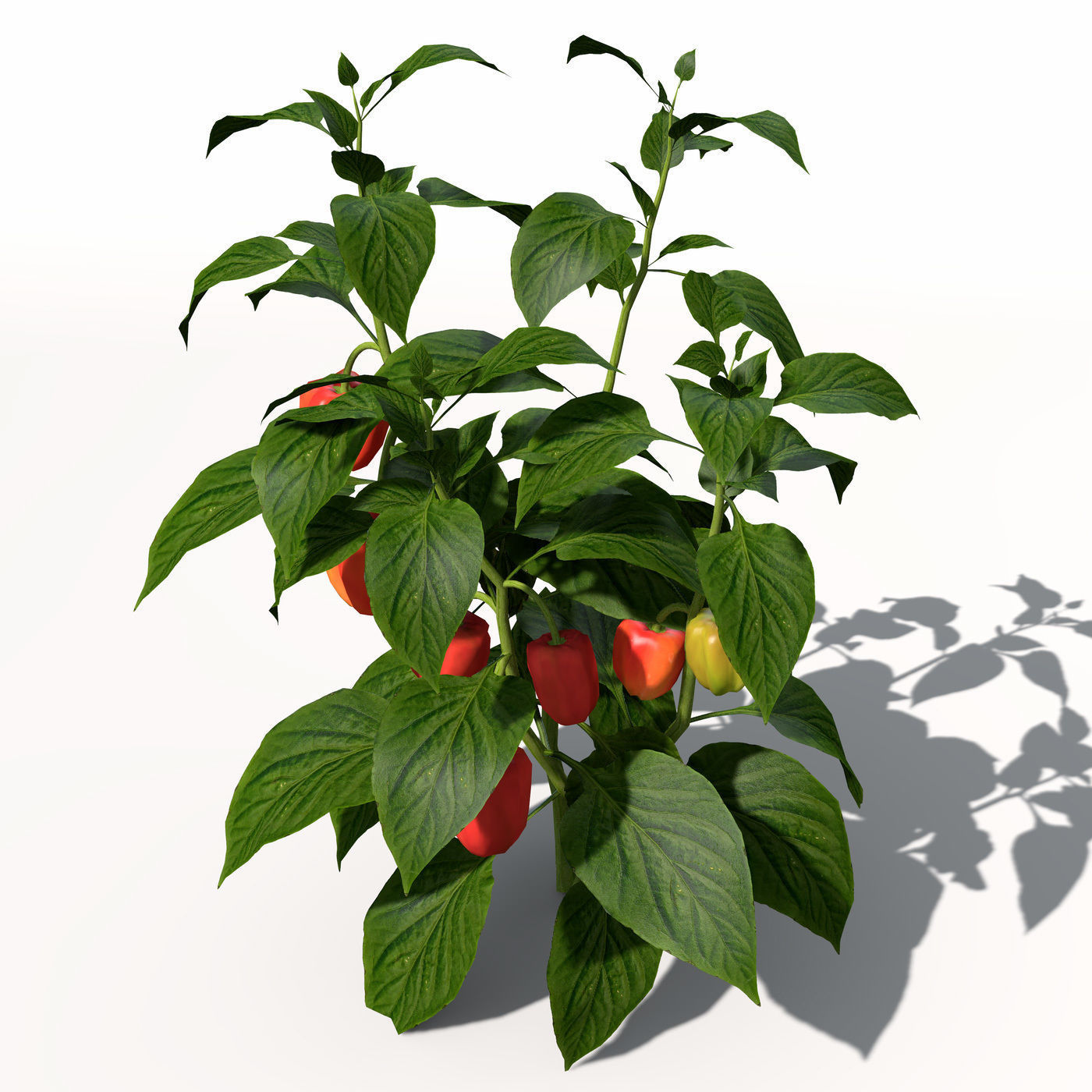 Chili Pepper 3D model_5