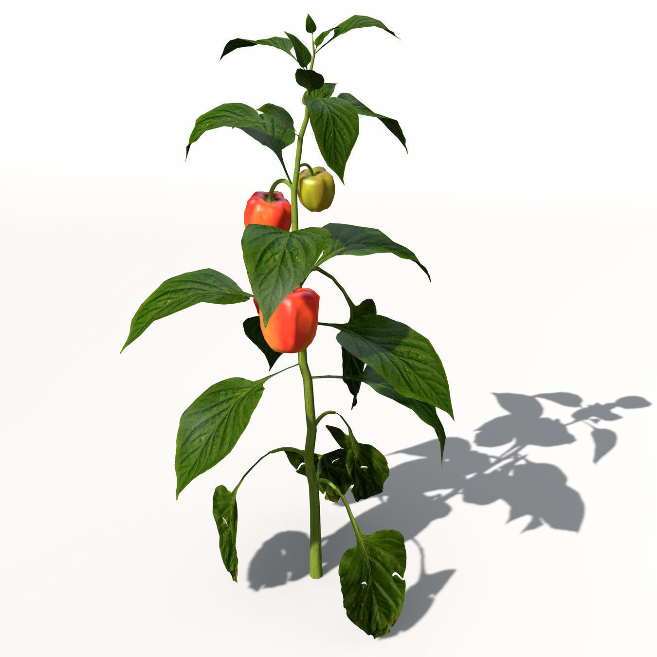 Chili Pepper 3D model_2