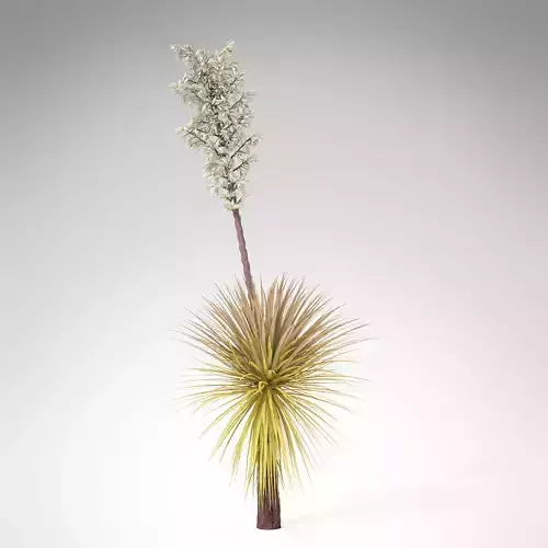 Soaptree Yucca