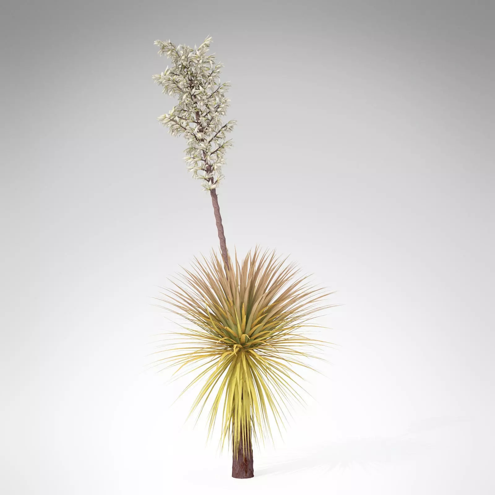 Soaptree Yucca 3D model_0
