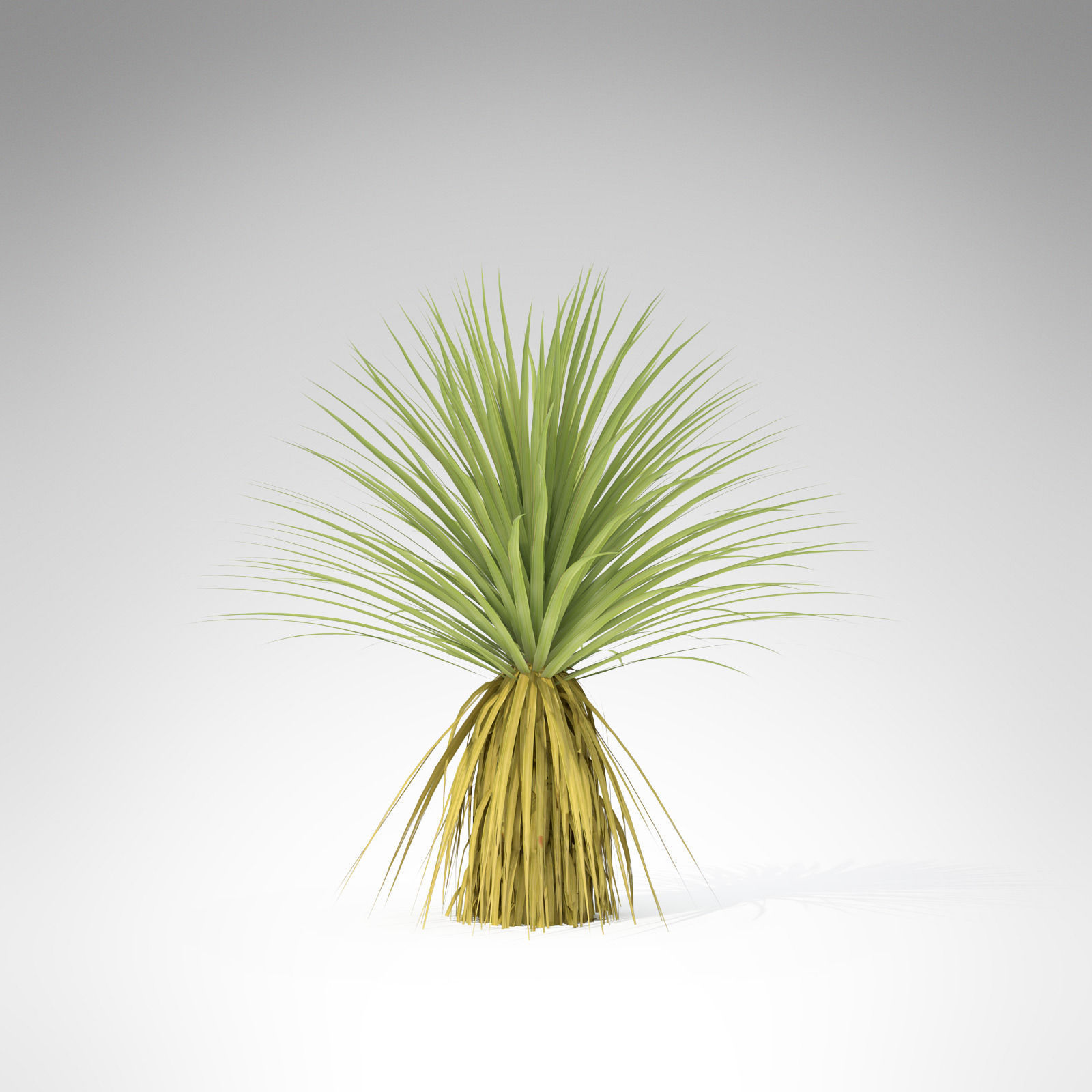 Soaptree Yucca 3D model_1