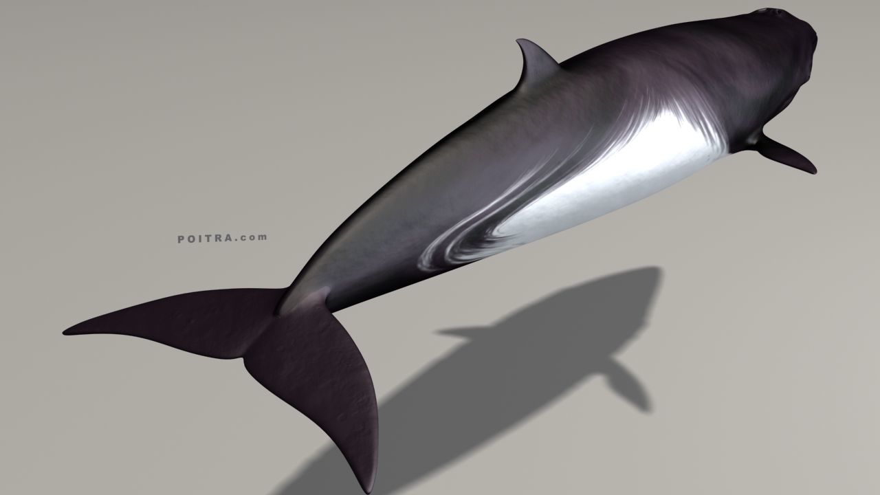 Minke Whale - Balaenoptera Acutoro - Adult Male - Pose 1 - 3D model_10