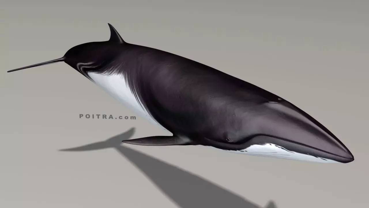 Minke Whale - Balaenoptera Acutoro - Adult Male - Pose 1 - 3D model_0