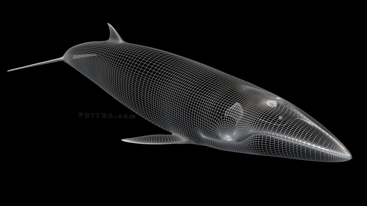 Minke Whale - Balaenoptera Acutoro - Adult Male - Pose 1 - 3D model_1