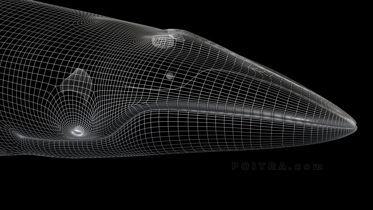 Minke Whale - Balaenoptera Acutoro - Adult Male - Pose 1 - 3D model_5