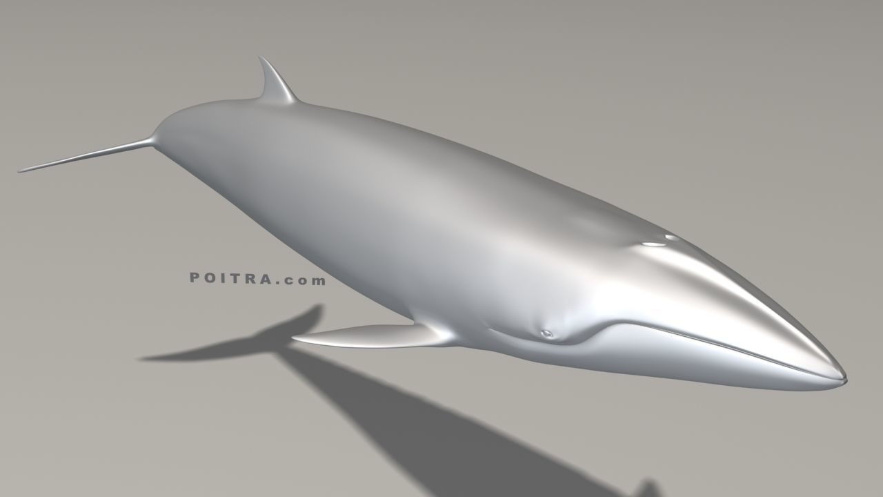 Minke Whale - Balaenoptera Acutoro - Adult Male - Pose 1 - 3D model_2