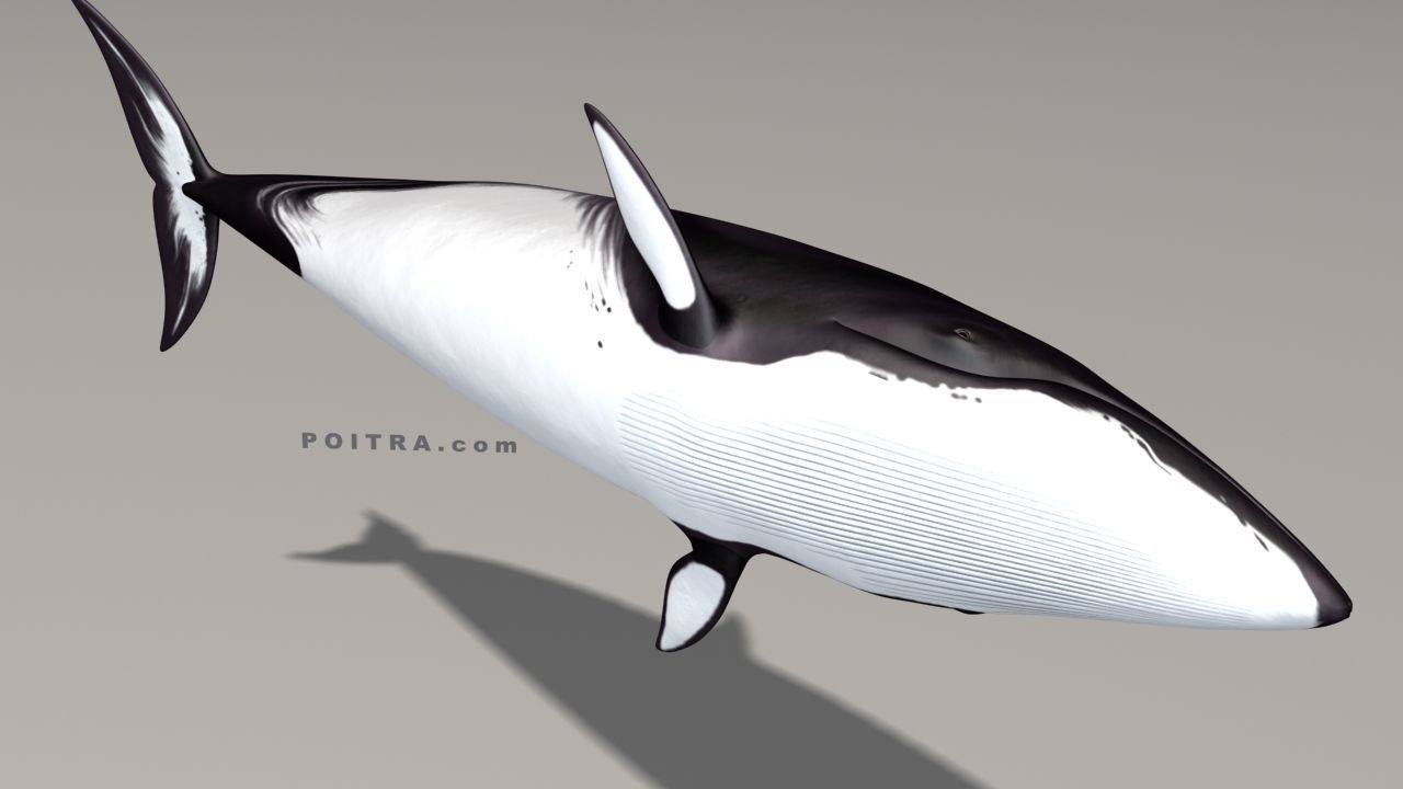 Minke Whale - Balaenoptera Acutoro - Adult Male - Pose 1 - 3D model_8