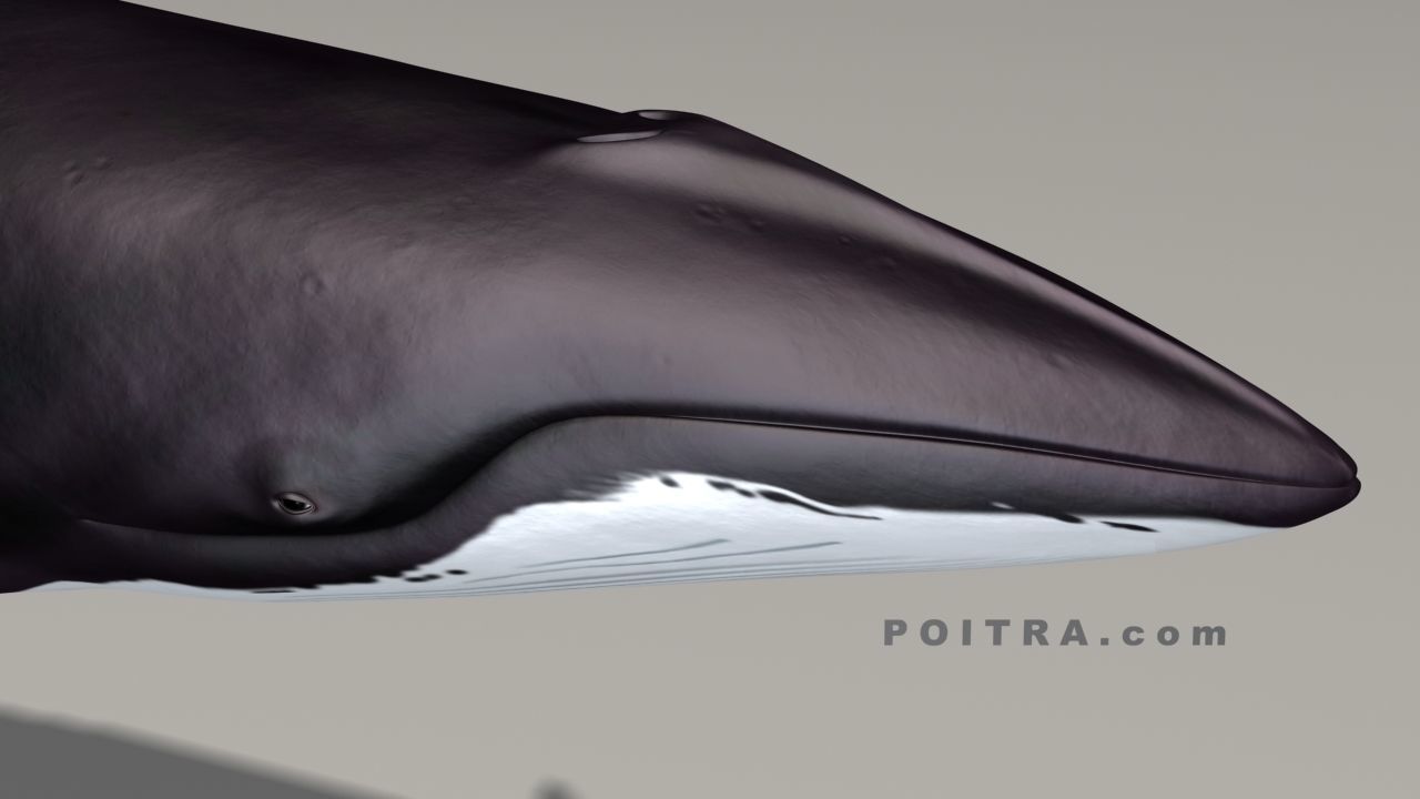 Minke Whale - Balaenoptera Acutoro - Adult Male - Pose 1 - 3D model_4