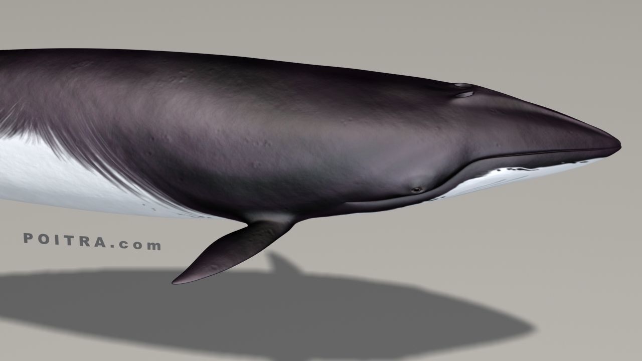 Minke Whale - Balaenoptera Acutoro - Adult Male - Pose 1 - 3D model_3